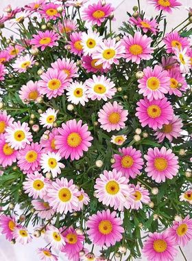 玛格丽特花苗盆栽姬小菊雏菊苗盆栽好养活耐寒四季花卉植物盆栽