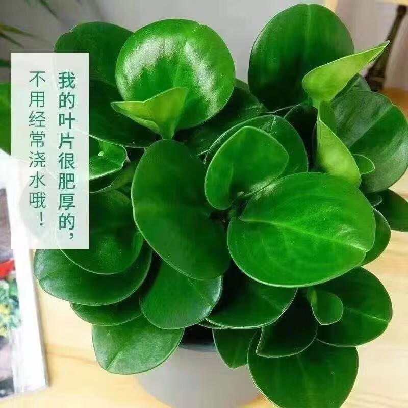 青叶碧玉盆栽豆瓣绿电脑宝贝图片