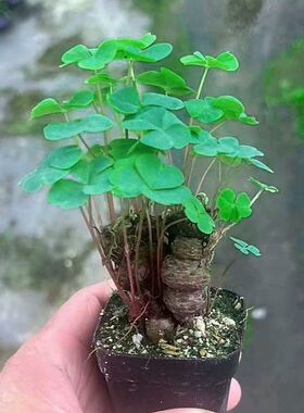 红花草老桩盆栽植物室内招财室外盆栽绿植三叶草幸运草好养易活