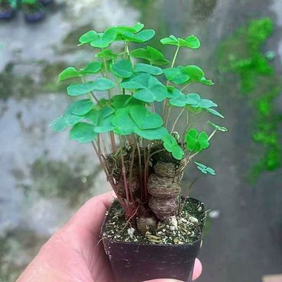 红花草老桩盆栽植物室内绿植