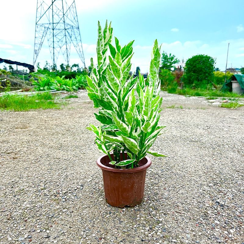 红雀珊瑚盆栽室内客厅办公室桌面绿植含盆易养护净化空气扭曲草