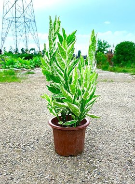 红雀珊瑚盆栽室内客厅办公室桌面绿植含盆易养护净化空气扭曲草