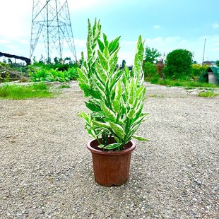 红雀珊瑚盆栽室内客厅办公室桌面绿植含盆易养护净化空气扭曲草
