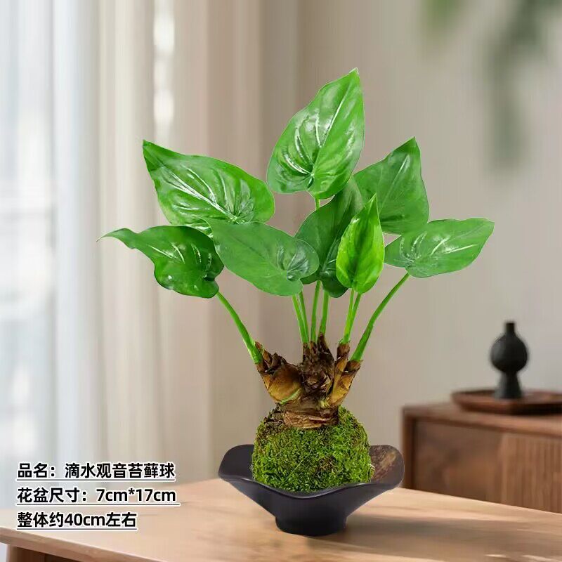 滴水观音苔藓球盆栽室内客厅办公室桌面绿植花卉植物四季常青好养