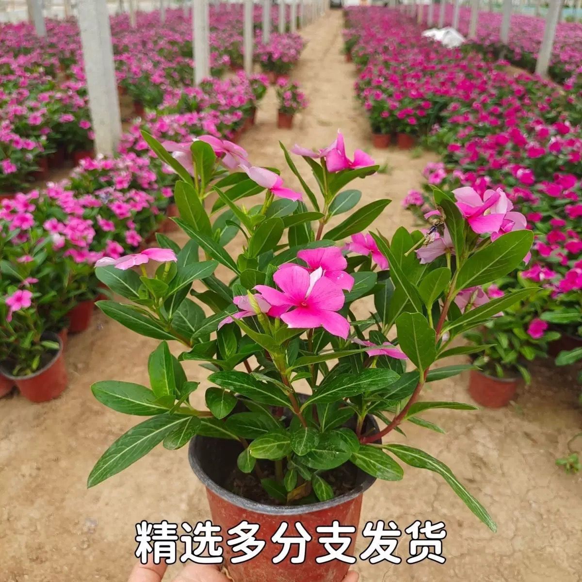 绿丝绦木本长春花盆栽