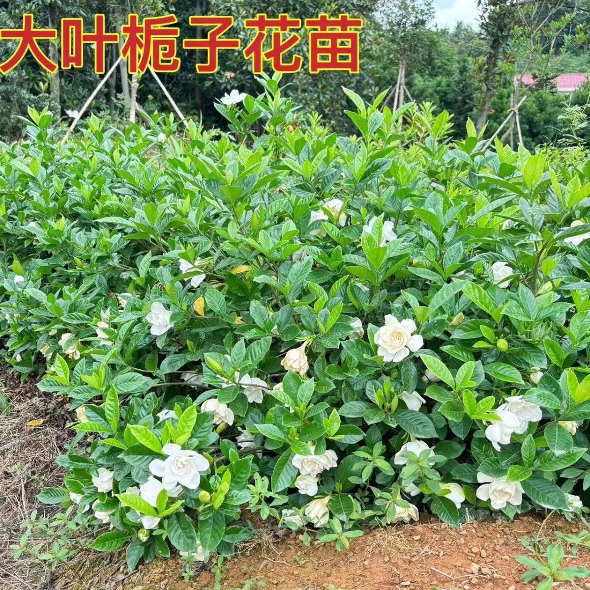 夏季开花好养耐活芳香型庭院植物