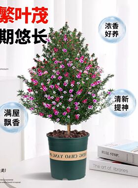 松红梅盆栽地栽庭院耐寒耐旱四季常青花卉植物 带花发货好养绿植