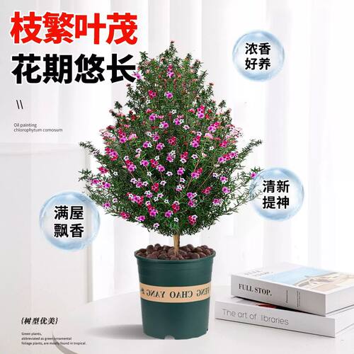 松红梅盆栽地栽庭院耐寒耐旱四季常青花卉植物 带花发货好养绿植