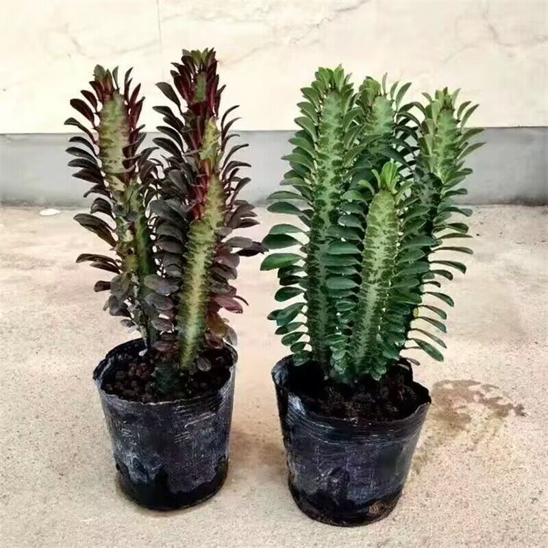 紫龙骨盆栽花苗青龙骨 仙人掌大盆栽巴西龙骨 仙人柱防辐射吸甲醛