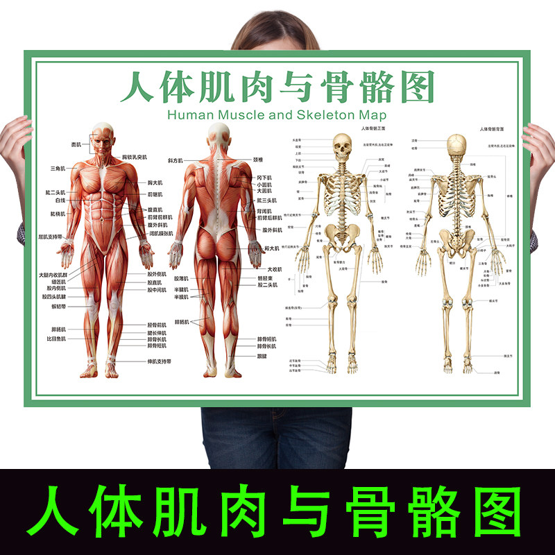 可折叠防撕印刷肌肉骨骼