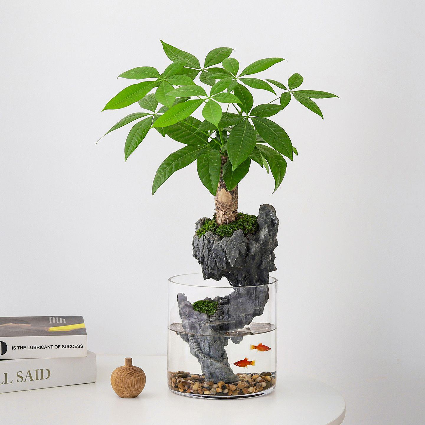 发财树苔藓创意微景观生