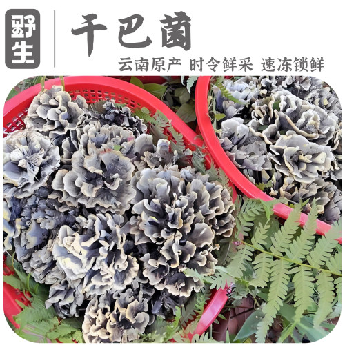 干巴菌新鲜26年现货云南野干巴菌