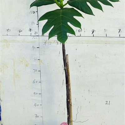 面包树银叶金合欢形似尤加利橄榄树一物一拍大型绿植吸甲醛包邮