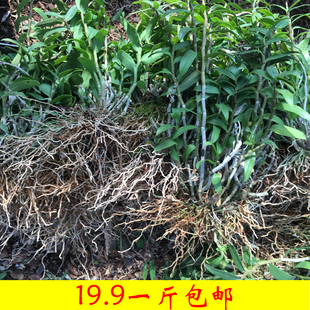 雁荡山三年铁皮石斛苗盆栽枫斗苗绿植霍山石斛苗盆栽种苗一斤包邮