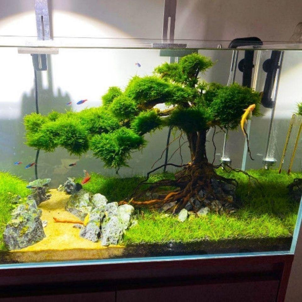 鱼缸造景莫斯树成品迎客
