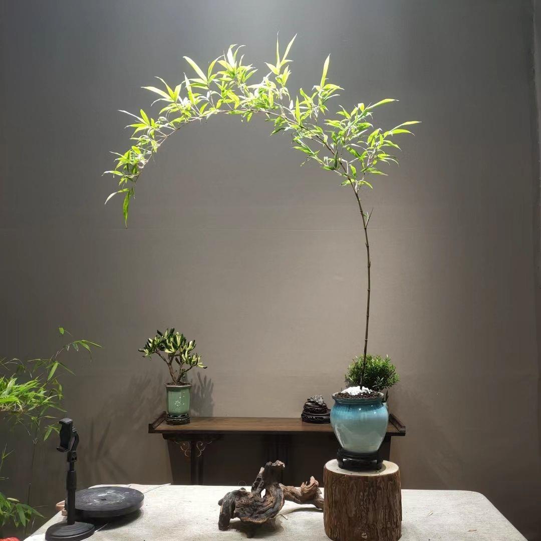 成品紫竹观赏竹子弯飘竹子盆栽室内客厅茶室办公室阳台绿植微盆景