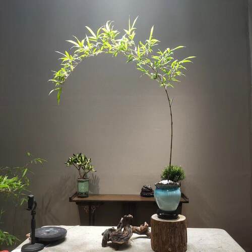 成品紫竹观赏竹子弯飘盆