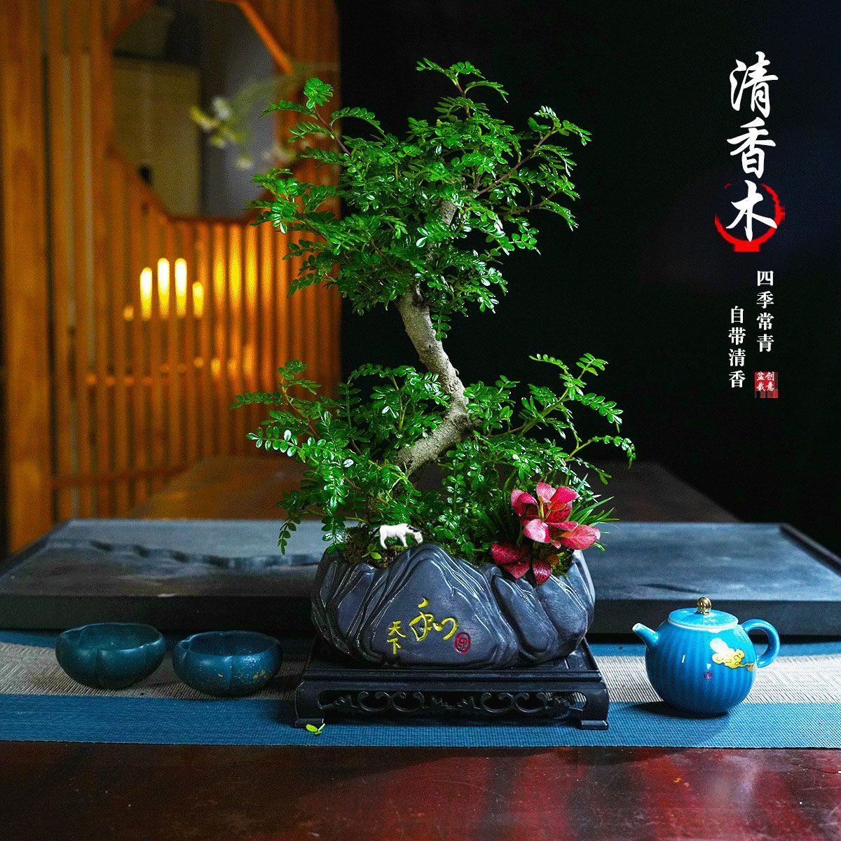 清香胡椒木盆栽植物好养
