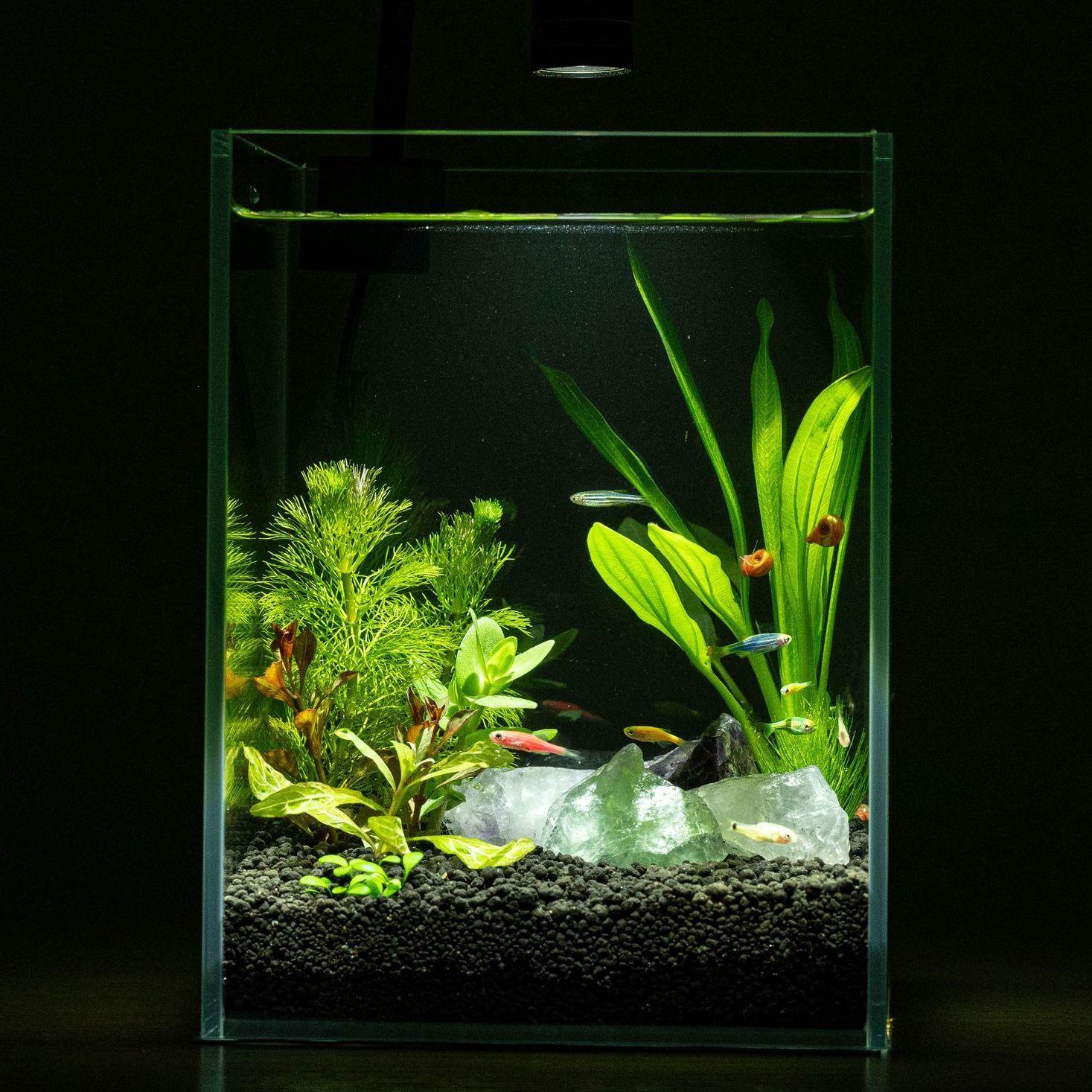 生态缸免换水水草小鱼全