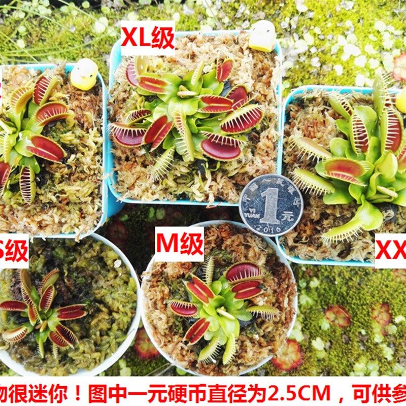 趣味捕蝇草食虫植物盆栽花卉超大猪笼草食人花捕虫草捕蚊草食虫草