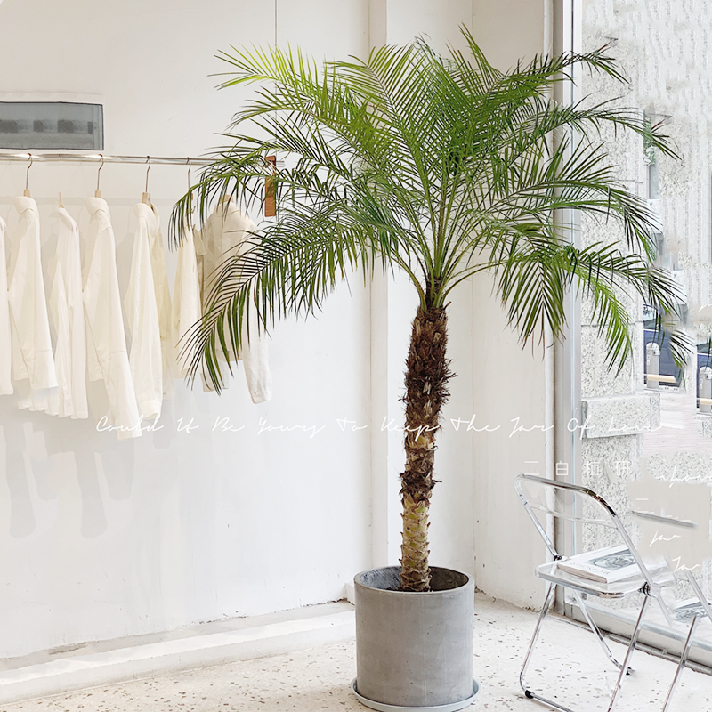 针葵盆栽大型植物室内办公室除甲醛针叶葵北净化空气绿植盆景网红