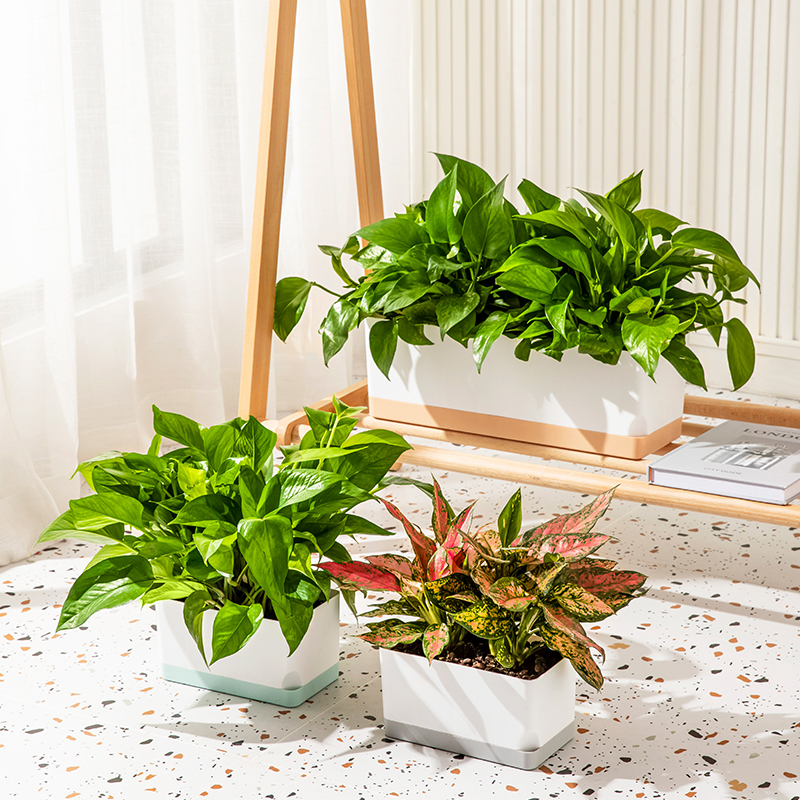 长方形懒人自吸水水培器皿容器带底盘绿萝桌面塑料储水小花盆白色