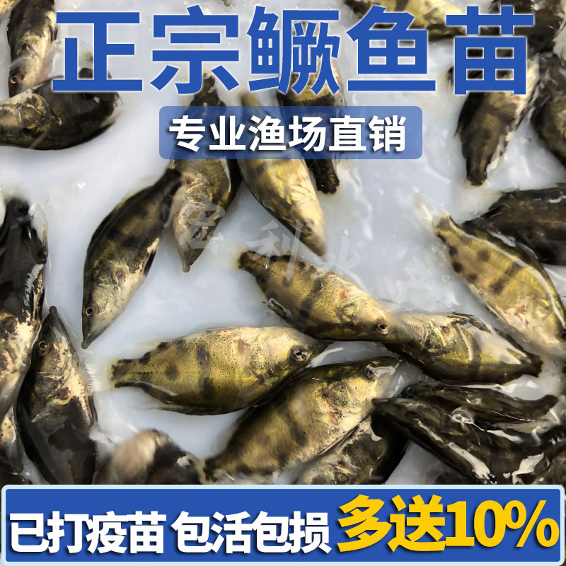 鳜鱼苗桂花鱼苗淡水培殖食用翘嘴鳜大眼鳜斑鳜鱼肉食活体鲈鱼鱼苗