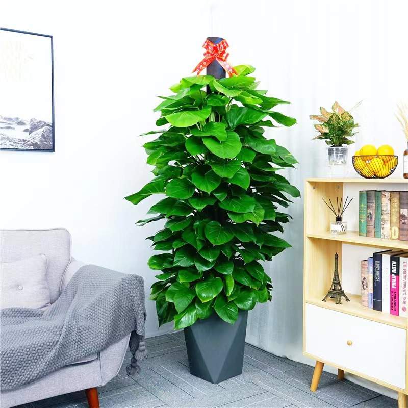大叶盆景绿萝柱桩盆栽植物室内大盆四季长藤垂吊绿箩客厅花卉