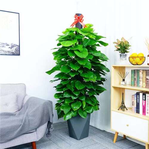 大叶盆景绿萝柱桩盆栽植物室内大盆四季长藤垂吊绿箩客厅花卉