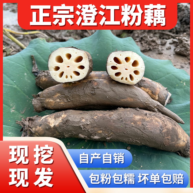 澄江粉藕口感粉糯现挖现发