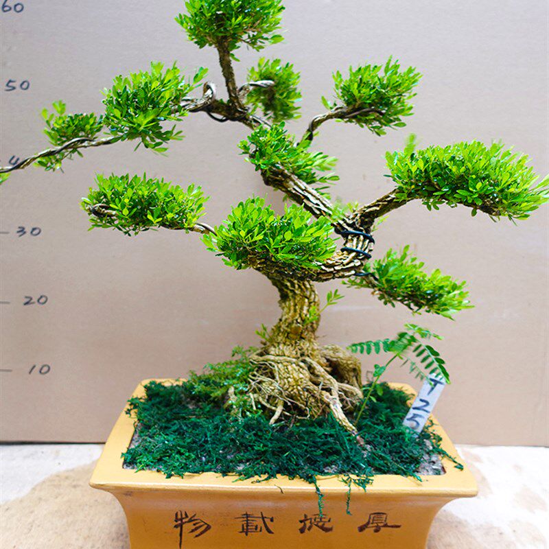 黄杨造型盆景室内绿植花卉 雀舌小叶黄杨木盆栽老桩大型客厅花卉