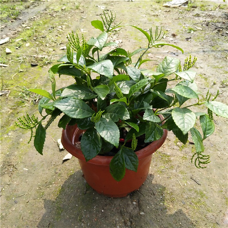 包邮阳台室内盆栽珠兰花苗 金粟兰 鸡爪兰 四季常绿 清香珠兰绿植