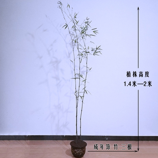 筇竹苗易活花卉盆景绿植簕竹庭院树苗富贵竹子苗室内盆栽植物萝