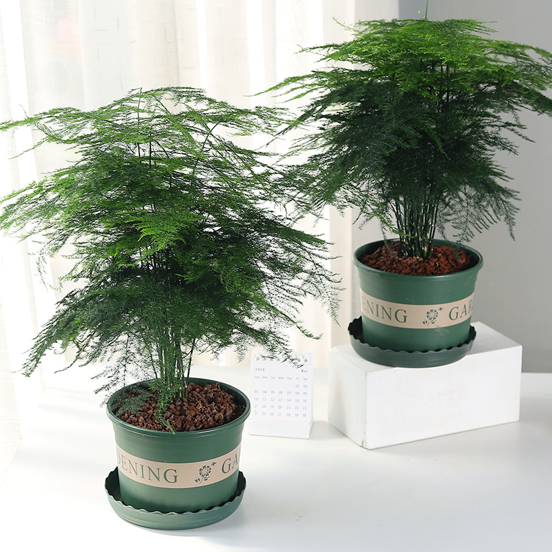 文竹盆栽植物室内花卉客厅办公室绿植大型好养易活盆景四季五年苗