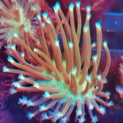 软体珊瑚皮革类珊瑚合集新手珊瑚白花花环皮革荧光绿密须海水珊瑚