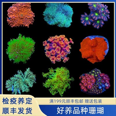 海缸新手软体珊瑚好养易活难度低好看草皮闪千手红菇圣诞树