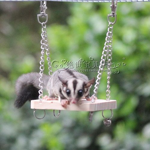 蜜袋鼯专用铃铛小秋千蜜袋鼯玩具
