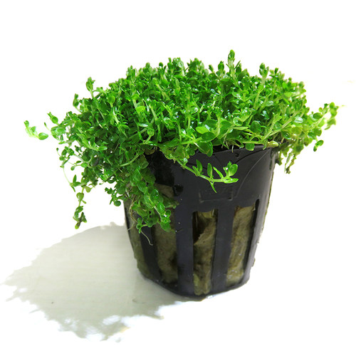 爬地矮珍珠水草迷你趴地植物鱼缸造景套餐淡水懒人入门级前景草坪