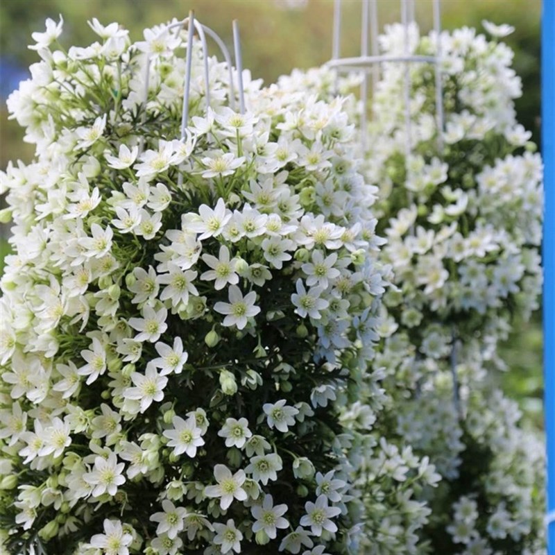 春早知铁线莲花苗盆栽爬藤植物阳台庭院藤本植物多年生花卉多季花