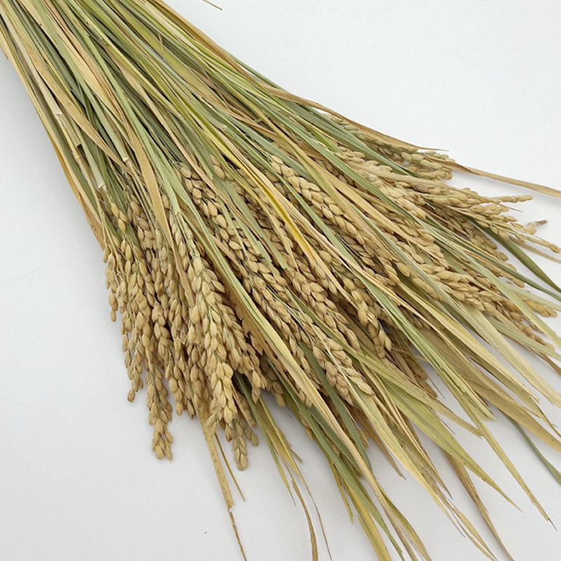 天然稻穗干花水稻装饰稻谷稻子干花家居装饰摆件店铺摆设拍摄道具
