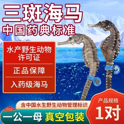 吉明丰海马一公一母配对海马干货