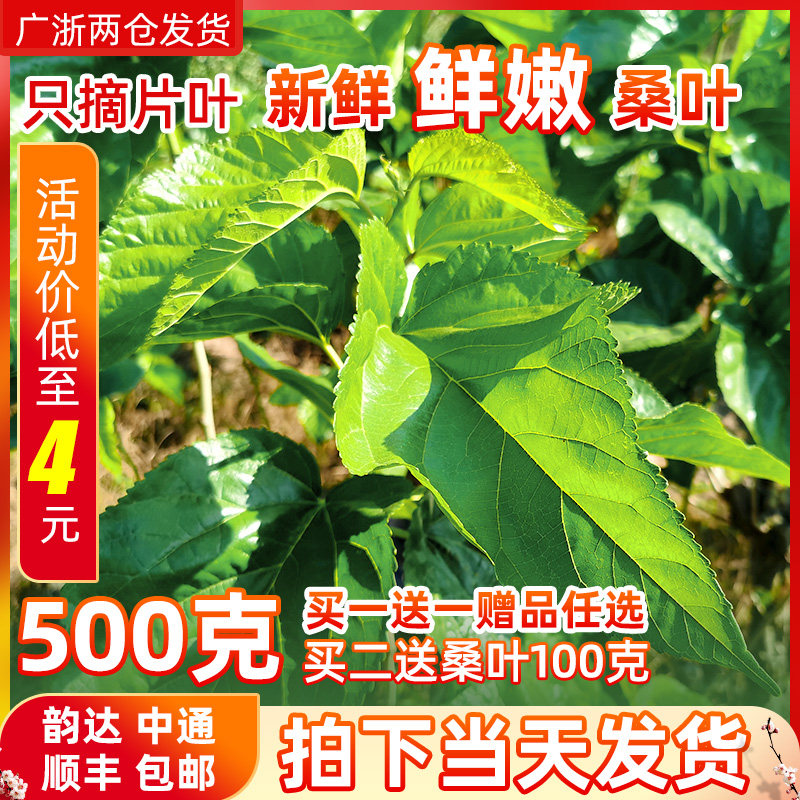 新鲜桑叶饲料学生养蚕宝宝套装蚕卵现摘嫩桑叶桑树叶大叶小蚕鲜嫩