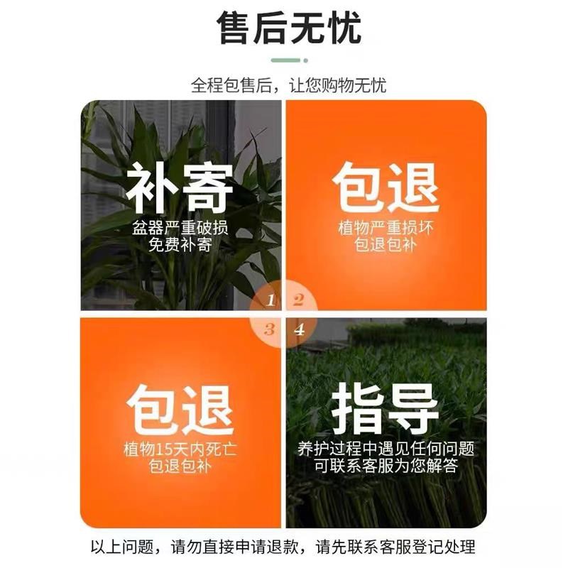 富贵文昌竹4只金榜题名水养招财节节高龙竹带根水培植物室内好养