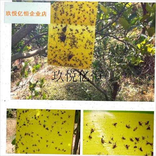 神圣果蝇粘板实心果蝇引诱粘板针蜂瓜蝇K粘虫果蝇粘板(20张),