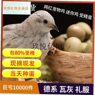 芦丁鸡受精蛋可孵化礼服瓦灰受精蛋 网红N鸡受精卵迷你鸡孵化卵,