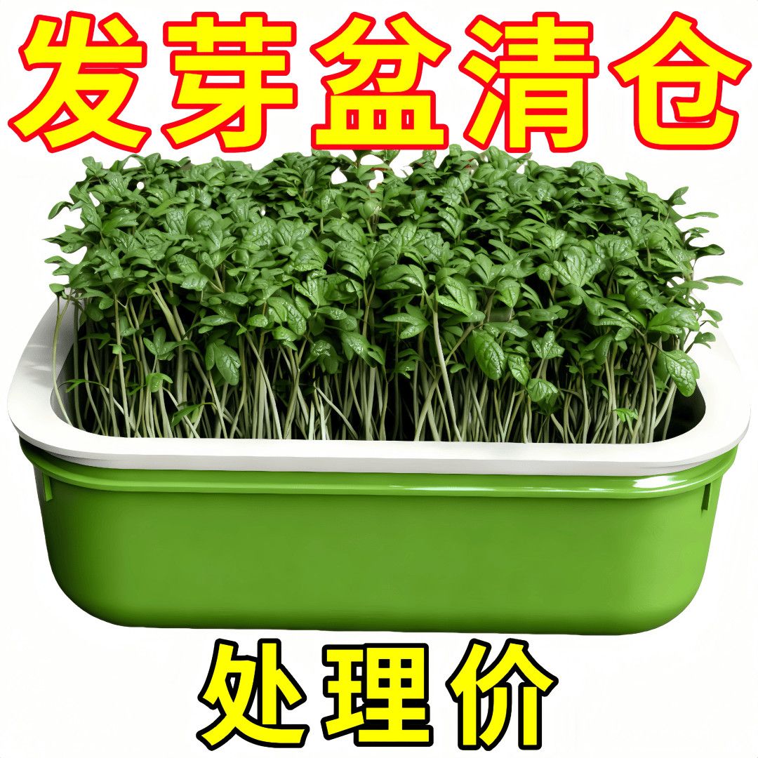 豆苗种植盆小麦粒猫草种子育苗盘大容量种植豆芽盆家用种子发芽盆