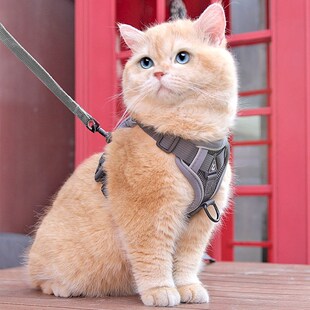 猫咪牵引绳防h挣脱外出专用溜猫绳宠物背带链子可调节网红遛猫神