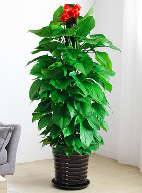 大叶绿萝柱室内大型盆栽绿色植物净化空气去除甲醛 杭州宁波绍兴