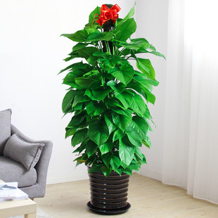 大叶绿萝柱室内大型盆栽绿色植物净化空气去除甲醛 杭州宁波绍兴