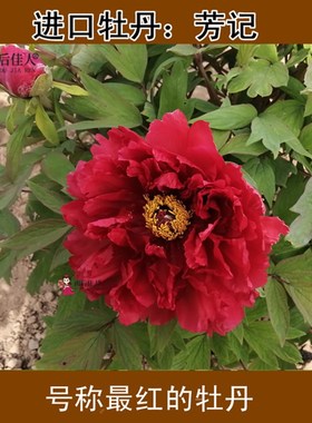 芳记纪牡丹花苗红色正宗多分枝大苗菏泽洛阳牡丹大王盆栽阳台庭院
